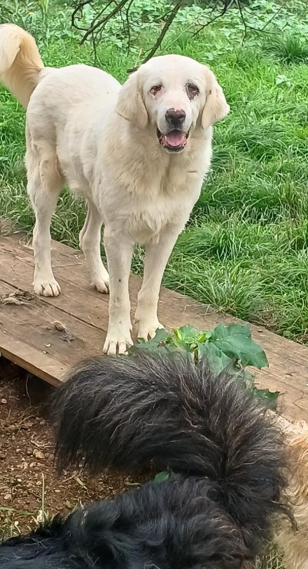VITA, cagnolona dolcissima in cerca di una bella famiglia Foto 8